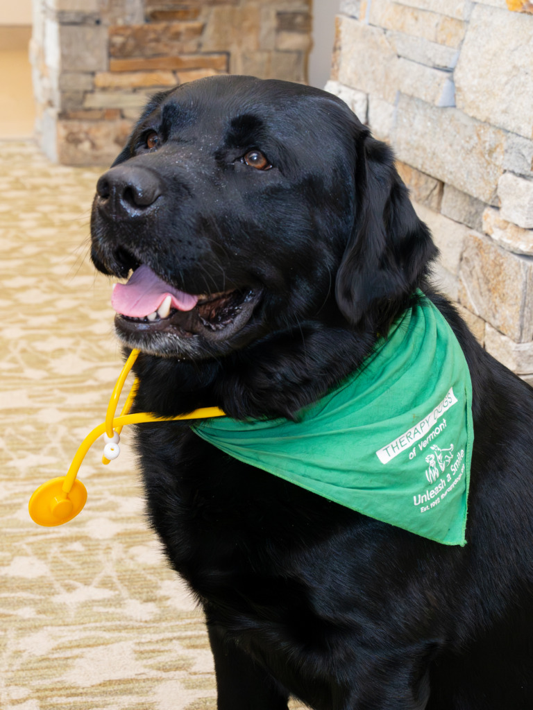 Therapy dog Lemmy dressed up in stethoscope